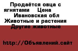 Продаётся овца с 2 ягнятами  › Цена ­ 7 000 - Ивановская обл. Животные и растения » Другие животные   